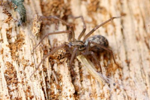 Réf. 214 832 : Eratigena sp.